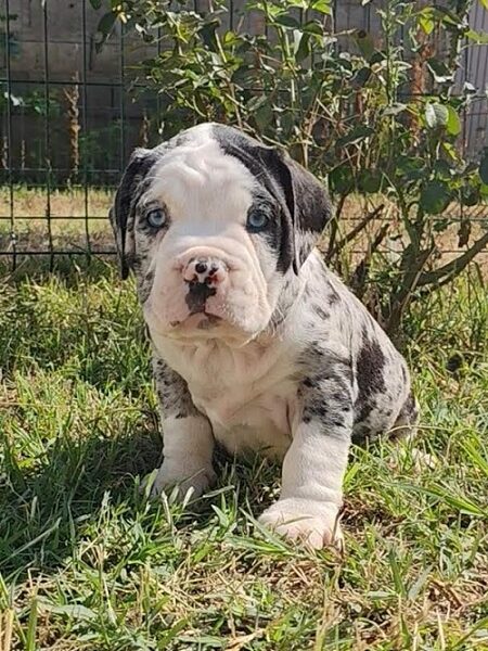 American Bully !!!