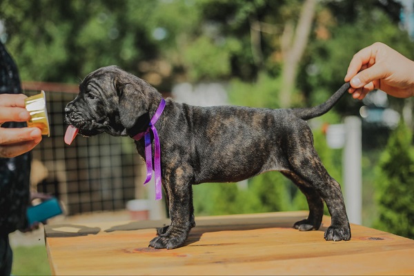 Cane Corso vrhunski štenci