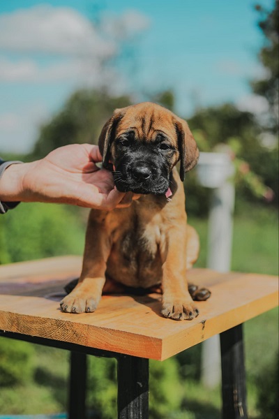 Cane Corso vrhunski štenci