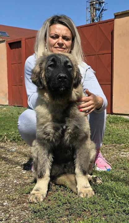 Kavkaski ovčar vrhunski štenci