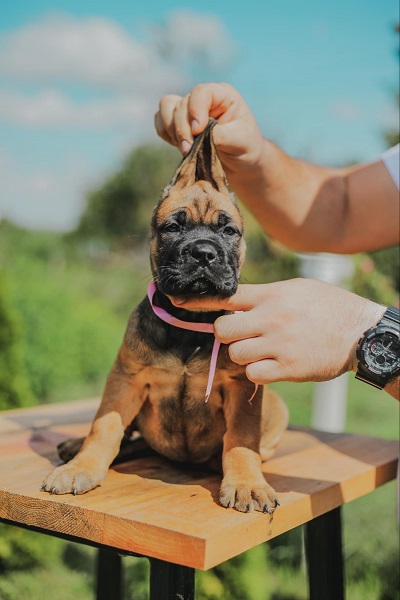 Cane Corso vrhunski štenci