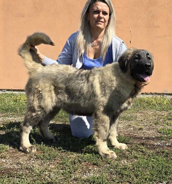 Kavkaski ovčar vrhunski štenci