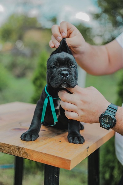 Cane Corso vrhunski štenci