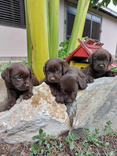 Labrador retriver štenci braon boje