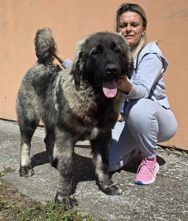 Kavkaski ovčar vrhunski štenci