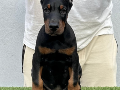 Doberman prelepi stenci