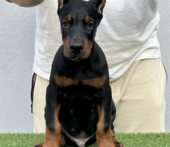 Doberman prelepi stenci