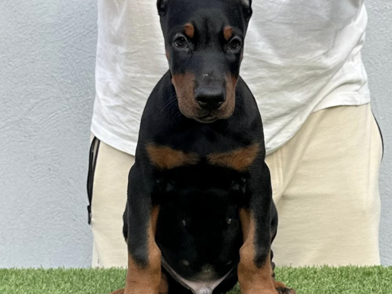 Doberman prelepi stenci