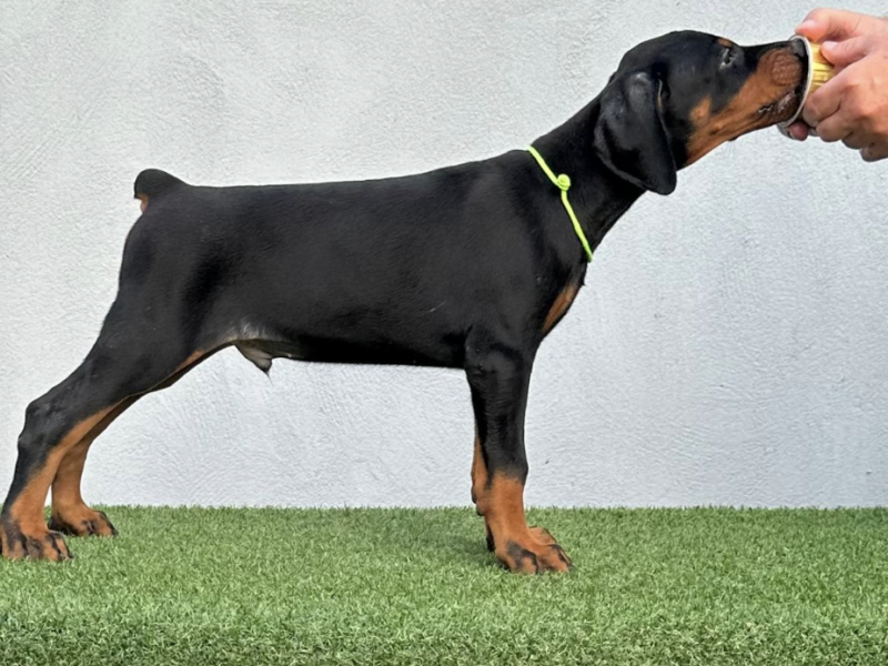 Doberman prelepi stenci