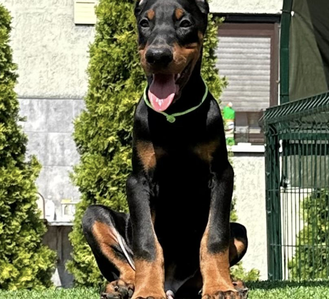 Doberman prelepi stenci