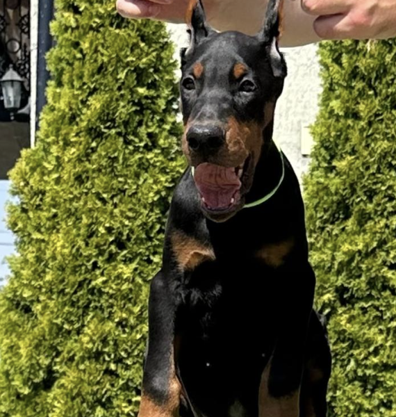 Doberman prelepi stenci