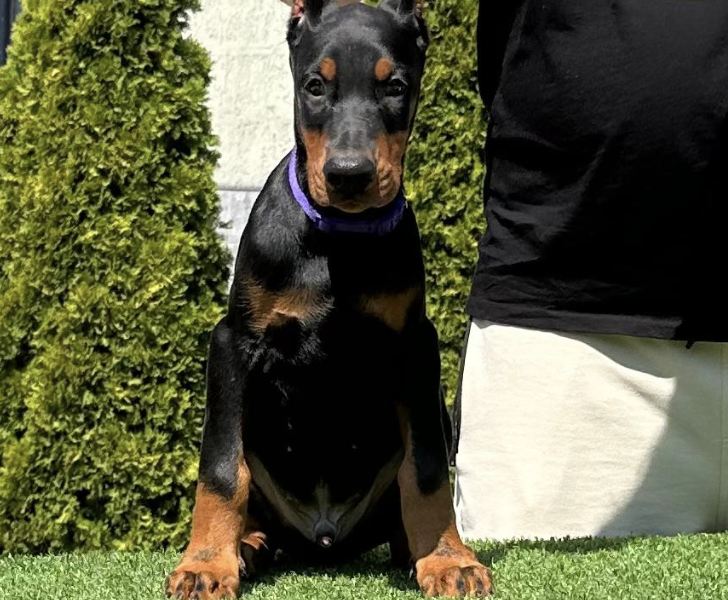 Doberman prelepi stenci