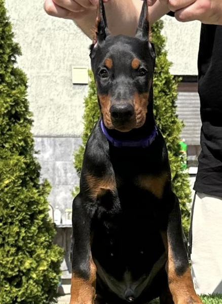 Doberman prelepi stenci