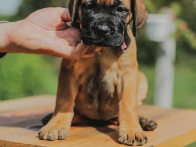 Cane Corso Kane Korso prelepi štenci