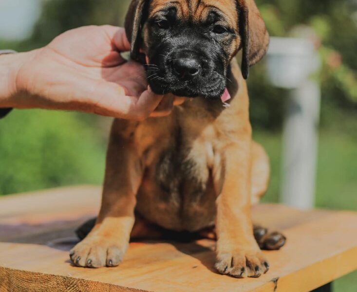 Cane Corso Kane Korso prelepi štenci