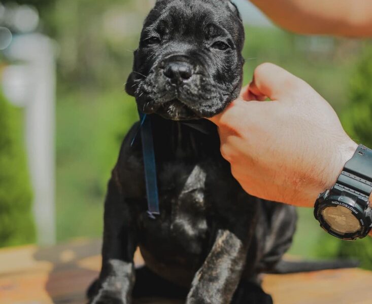 Cane Corso Kane Korso prelepi štenci