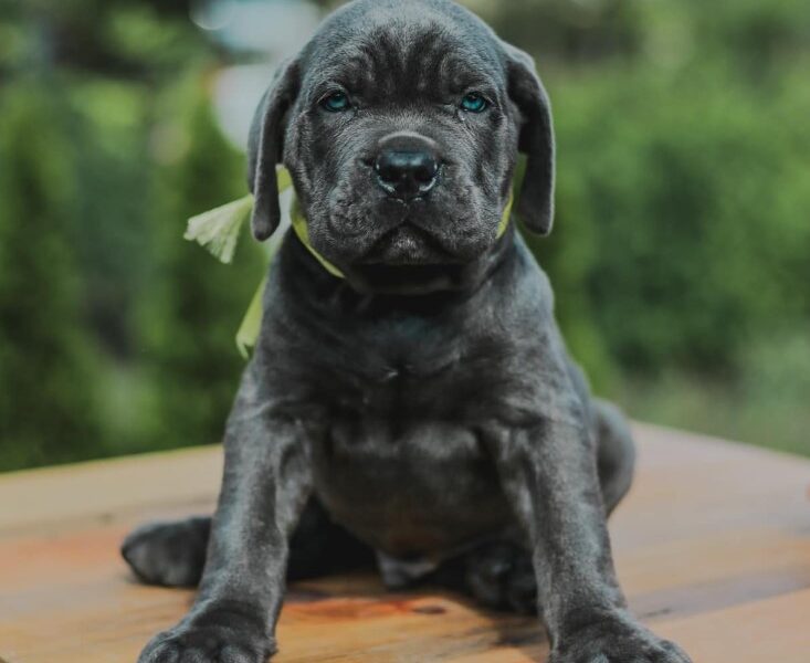 Cane Corso Kane Korso prelepi štenci