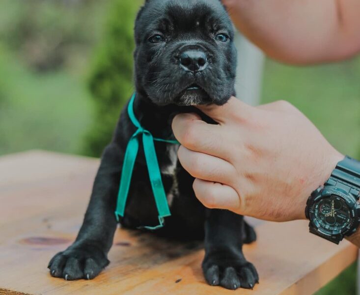 Cane Corso Kane Korso prelepi štenci