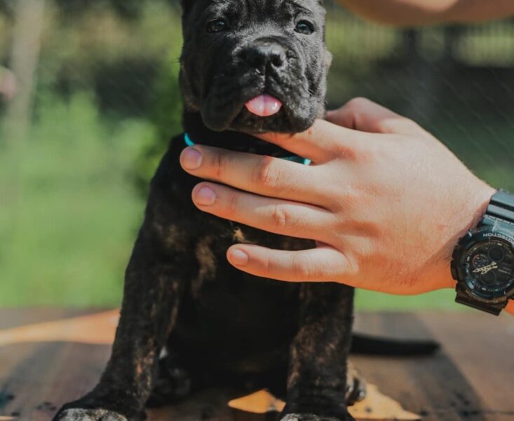 Cane Corso Kane Korso prelepi štenci