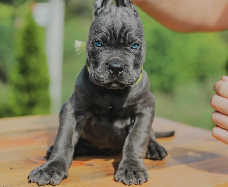 Cane Corso Kane Korso prelepi štenci