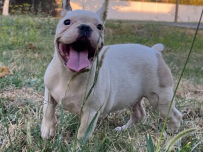 Francuski Buldog prelepi štenci