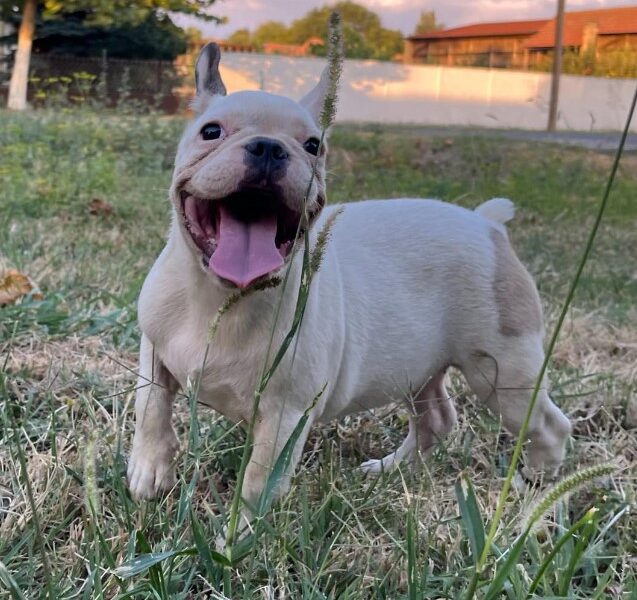 Francuski Buldog prelepi štenci