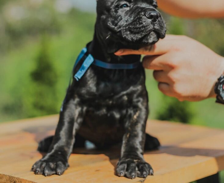 Cane Corso Kane Korso prelepi štenci