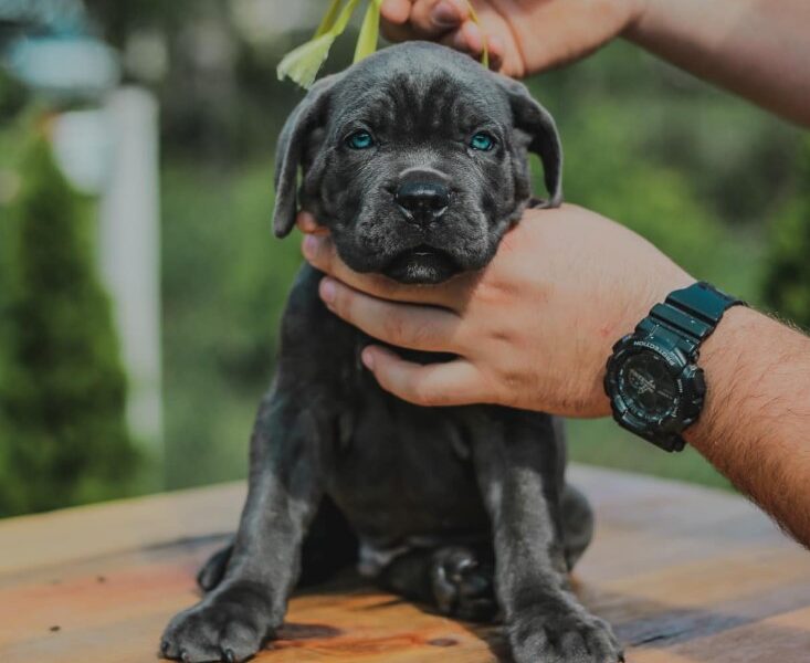 Cane Corso Kane Korso prelepi štenci