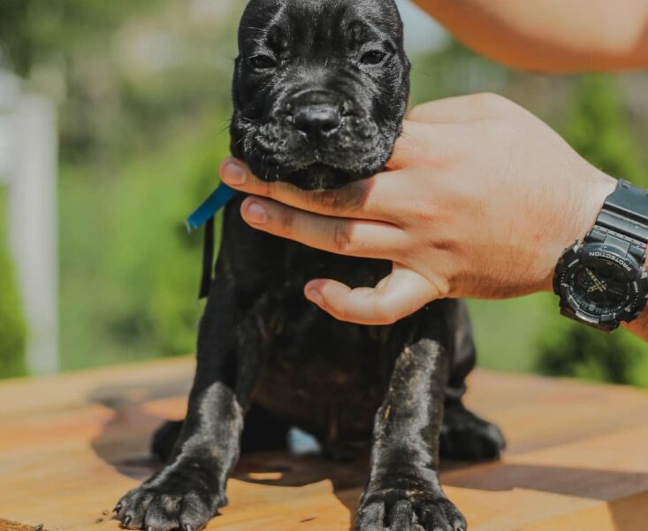 Cane Corso Kane Korso prelepi štenci