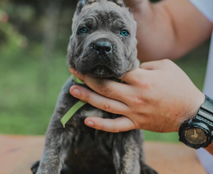 Cane Corso Kane Korso prelepi štenci