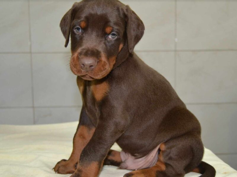 Doberman prelepi štenci