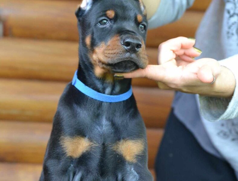 Doberman prelepi štenci