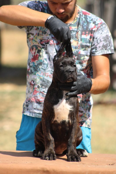 Cane corso štenci