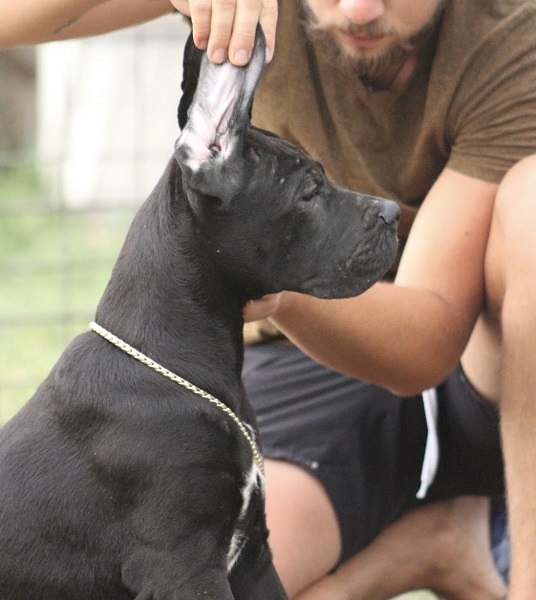 Cane corso štenci