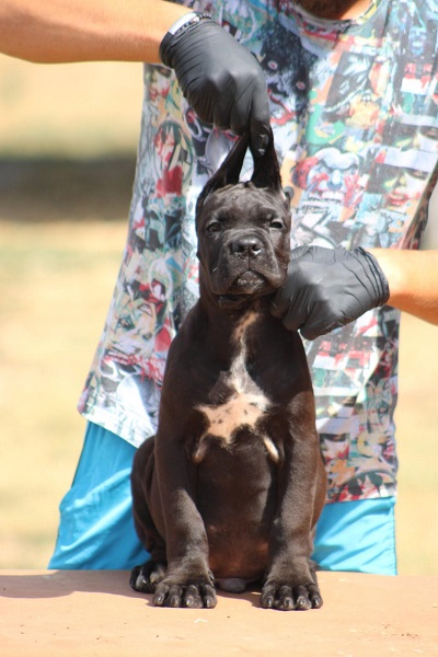 Cane corso štenci