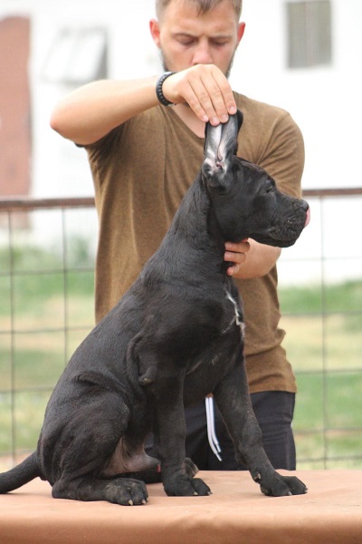 Cane corso štenci