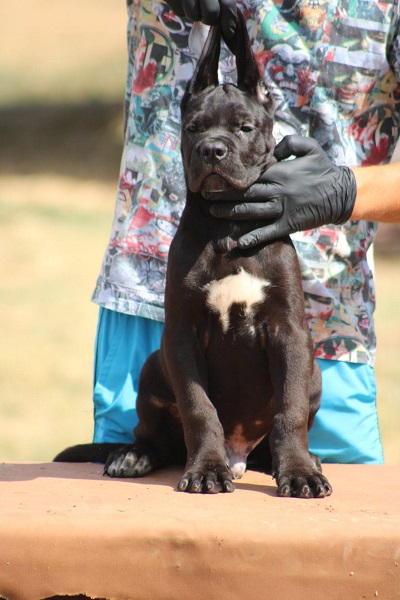 Cane corso štenci