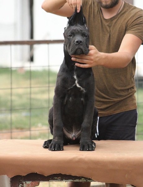 Cane corso štenci