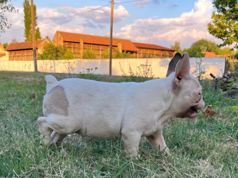 Francuski Buldog prelepi štenci