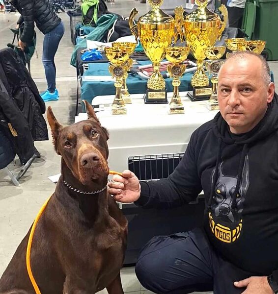 Doberman prelepi štenci