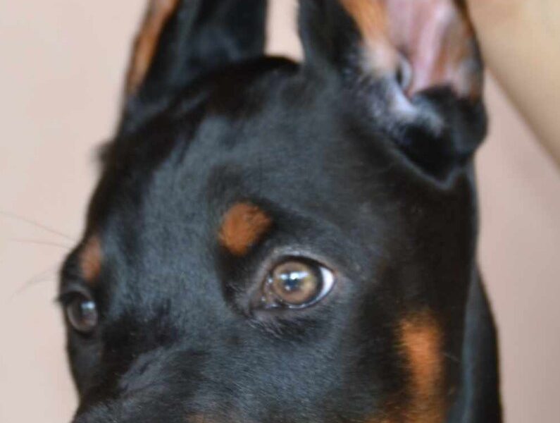 Doberman prelepi štenci