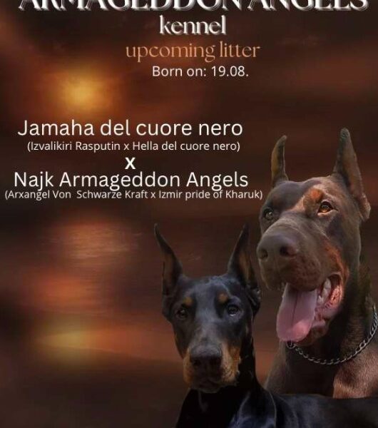 Doberman prelepi štenci