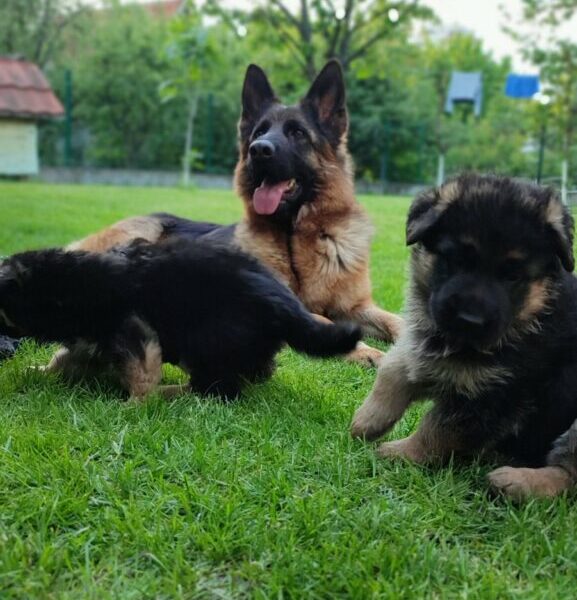 Dugodlaki Nemački Ovčar žensko štene