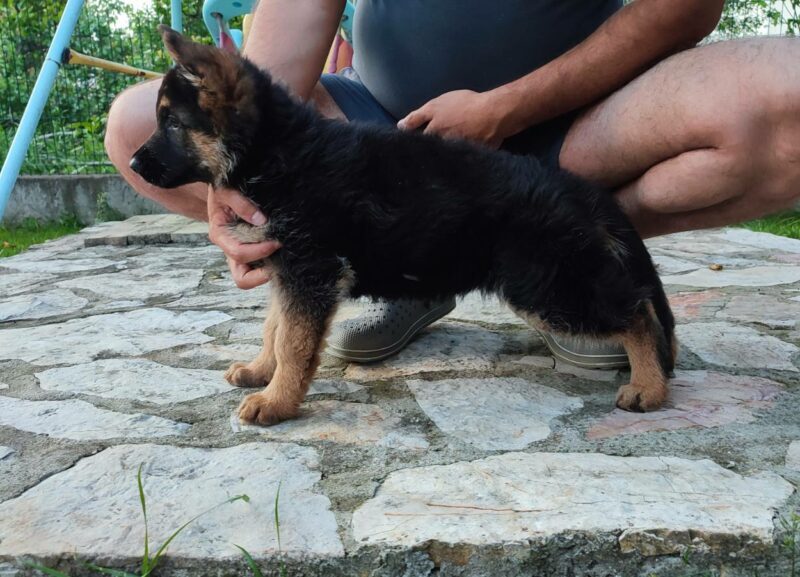 Dugodlaki Nemački Ovčar žensko štene