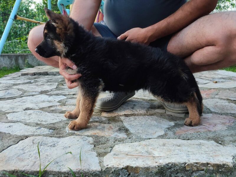 Dugodlaki Nemački Ovčar žensko štene