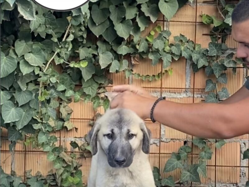 Turski Kangal štenci