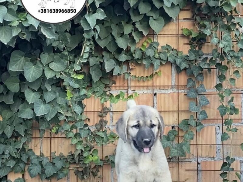 Turski Kangal štenci