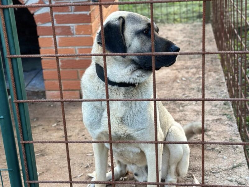 Turski kangal štenci