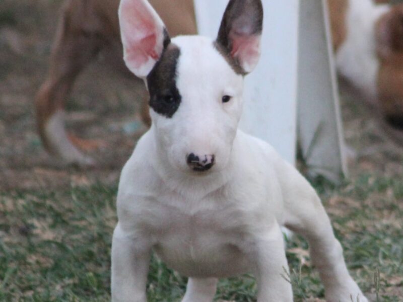 Mini Bull Terijer prelepi štenci