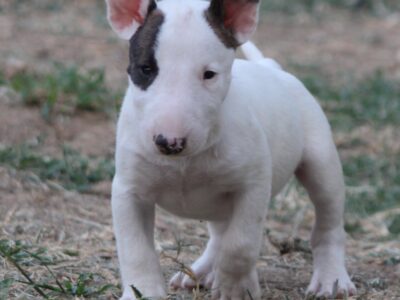 Mini Bull Terijer prelepi štenci